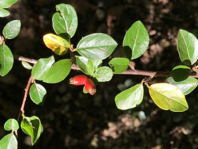 Cotoneaster divaricatus, photographed by Jason Grant