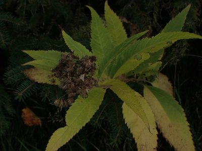 Eutrochium maculatum, photographed by Mary Krieger