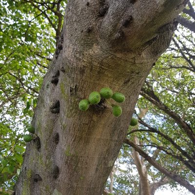 Ficus polita, photographed by Margaret Burger