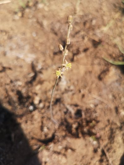 Urginavia multisetosa, photographed by Ricus Nel