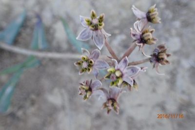 Asclepias depressa, photographed by Peter Warren