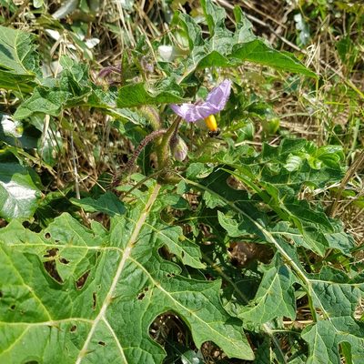 Solanum dasyphyllum, photographed by Margaret Burger