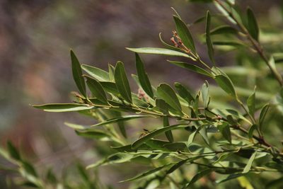 Jasminum glaucum, photographed by Tony Rebelo