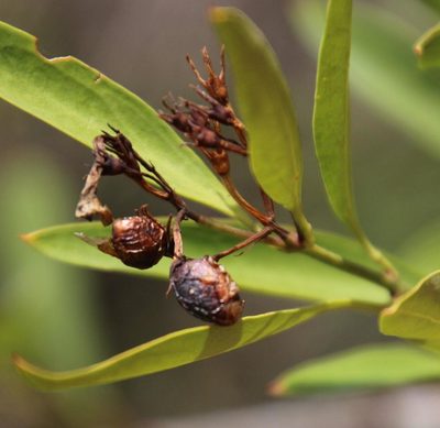 Jasminum glaucum, photographed by Tony Rebelo