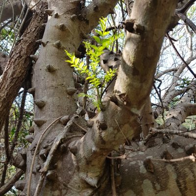 Zanthoxylum capense, photographed by Margaret Burger