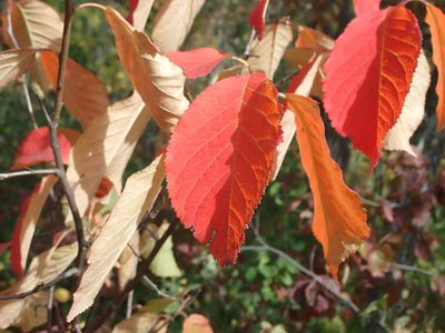 Prunus nigra, photographed by Mary Krieger