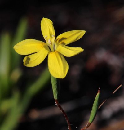 Moraea elsiae, photographed by Tony Rebelo