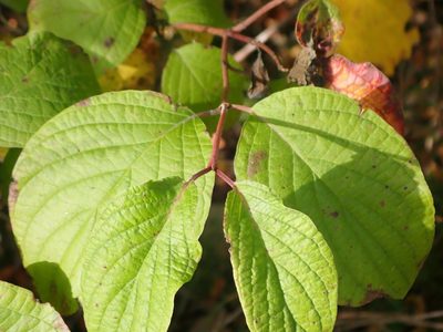 Cornus rugosa, photographed by Mary Krieger