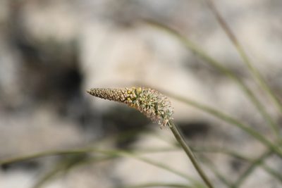 Schoenocaulon texanum, photographed by Juan Chavez