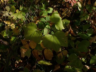 Ribes triste, photographed by Mary Krieger