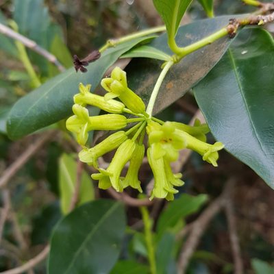 Peddiea africana, photographed by Margaret Burger