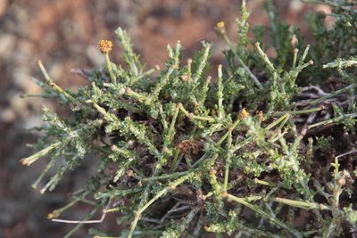 Pentzia spinescens, photographed by Tony Rebelo