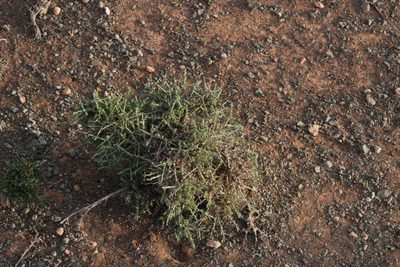 Pentzia spinescens, photographed by Tony Rebelo