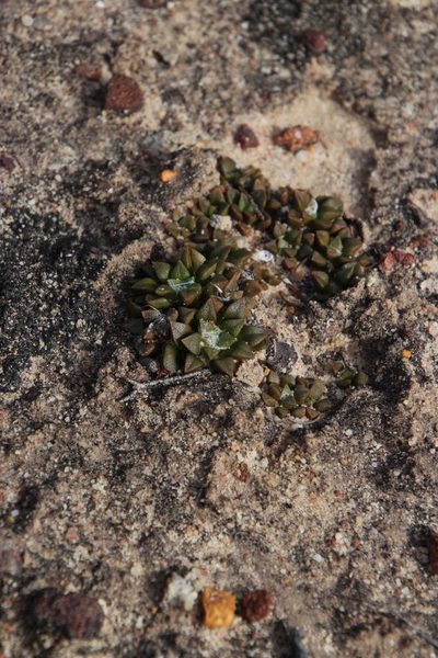 Anacampseros retusa, photographed by Tony Rebelo