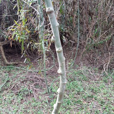Adenia gummifera