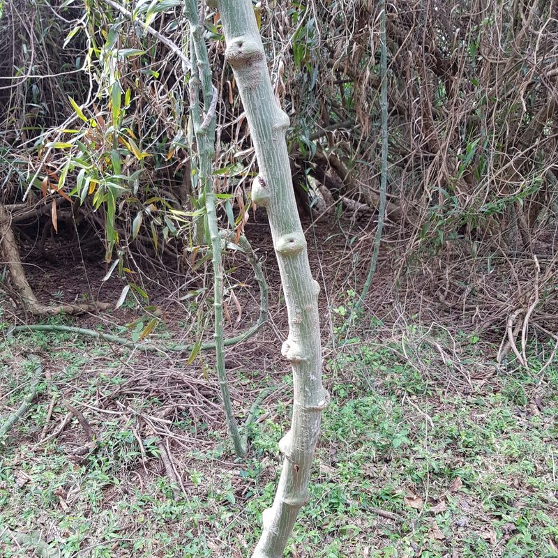 Adenia gummifera, photographed by Margaret Burger