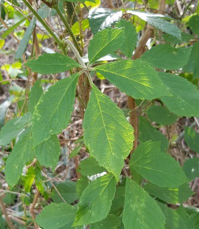 Cyphostemma hypoleucum, photographed by Margaret Burger