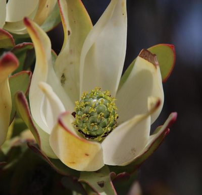 Leucadendron procerum, photographed by Tony Rebelo
