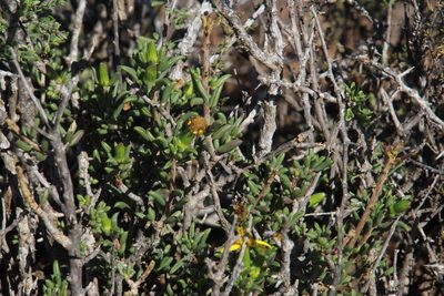 Senecio acutifolius, photographed by Tony Rebelo