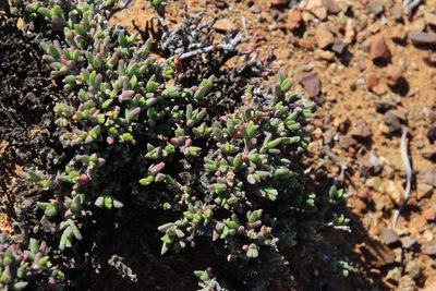 Chasmatophyllum stanleyi, photographed by Tony Rebelo