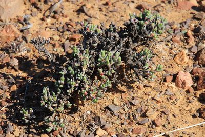 Chasmatophyllum stanleyi, photographed by Tony Rebelo