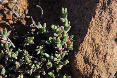 Chasmatophyllum stanleyi, photographed by Tony Rebelo