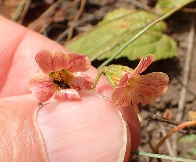 Hermannia woodii, photographed by Peter Warren