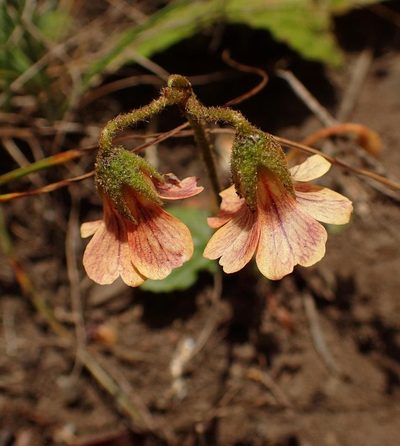 Hermannia woodii, photographed by Peter Warren