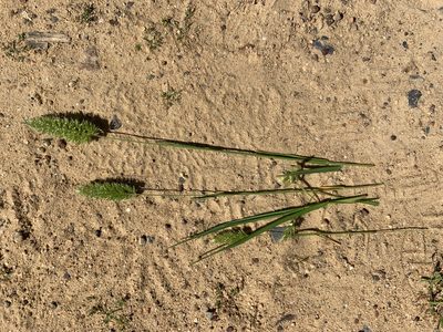 Rostraria cristata, photographed by Dave Richardson