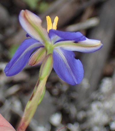 Aristea ensifolia, photographed by Nicola van Berkel