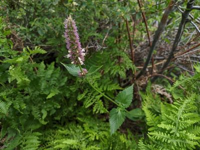 Agastache urticifolia, photographed by Zac Peterson