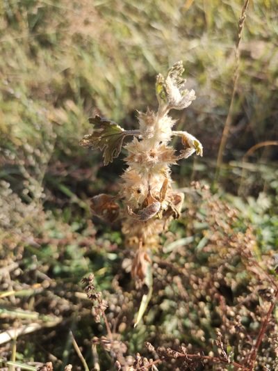 Panzerina lanata, photographed by Юлия