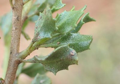Pegolettia baccharidifolia, photographed by Nicola van Berkel