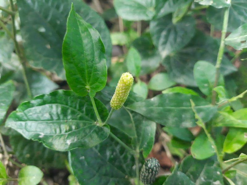 Piper longum, photographed by মহা বিদ্রোহী BUT রণ ক্লান্ত
