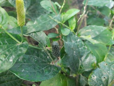 Piper longum, photographed by মহা বিদ্রোহী BUT রণ ক্লান্ত