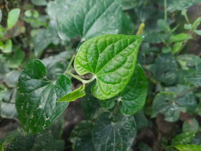 Piper longum, photographed by মহা বিদ্রোহী BUT রণ ক্লান্ত