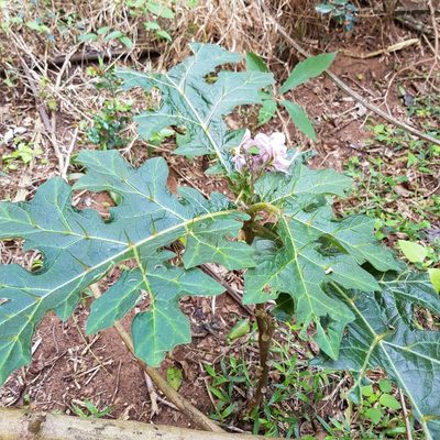 Solanum dasyphyllum, photographed by Margaret Burger