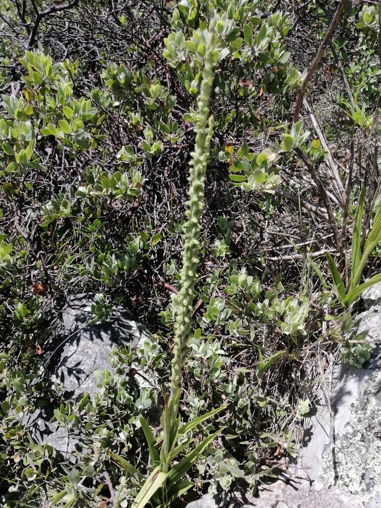 Galeottiella sarcoglossa, photographed by Erick Vélez Sánchez