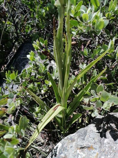 Galeottiella sarcoglossa, photographed by Erick Vélez Sánchez