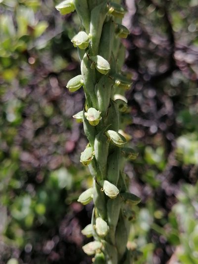 Galeottiella sarcoglossa, photographed by Erick Vélez Sánchez