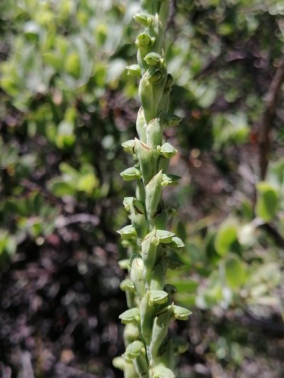 Galeottiella sarcoglossa, photographed by Erick Vélez Sánchez