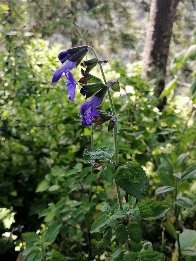Salvia zamoranensis, photographed by Erick Vélez Sánchez