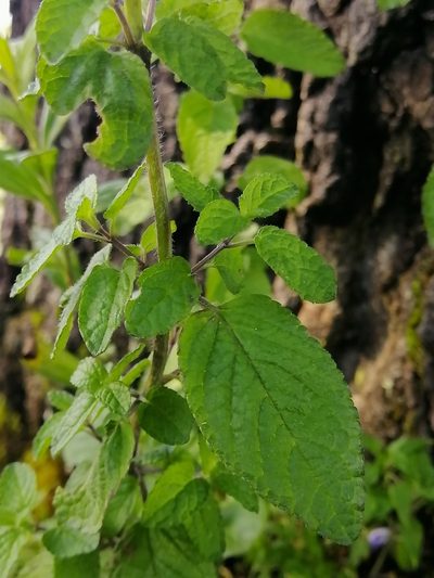 Salvia zamoranensis, photographed by Erick Vélez Sánchez