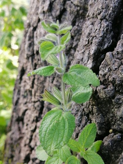 Salvia zamoranensis, photographed by Erick Vélez Sánchez