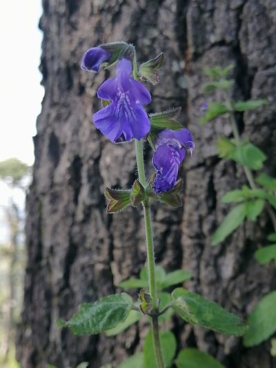 Salvia zamoranensis, photographed by Erick Vélez Sánchez
