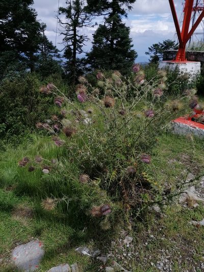 Cirsium pinetorum, photographed by Erick Vélez Sánchez