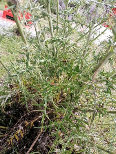Cirsium pinetorum, photographed by Erick Vélez Sánchez