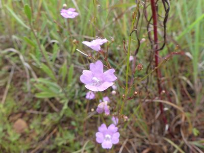 Agalinis decemloba