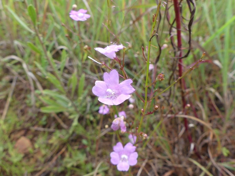 Agalinis decemloba, photographed by botanygirl
