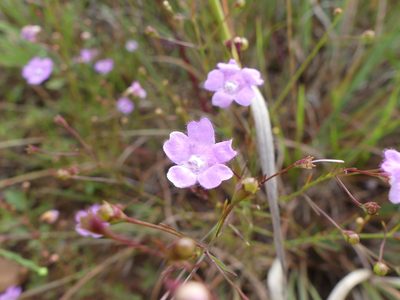Agalinis decemloba, photographed by botanygirl